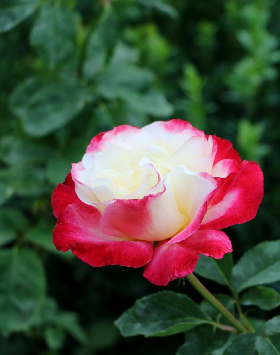 Photo of Hybrid Tea Rose (Rosa 'Double Delight') uploaded by skylark