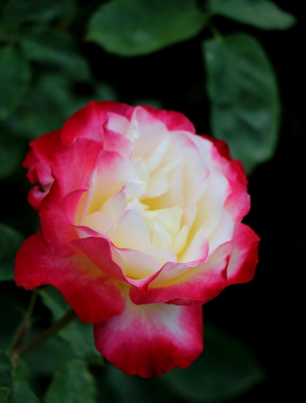 Photo of Hybrid Tea Rose (Rosa 'Double Delight') uploaded by skylark