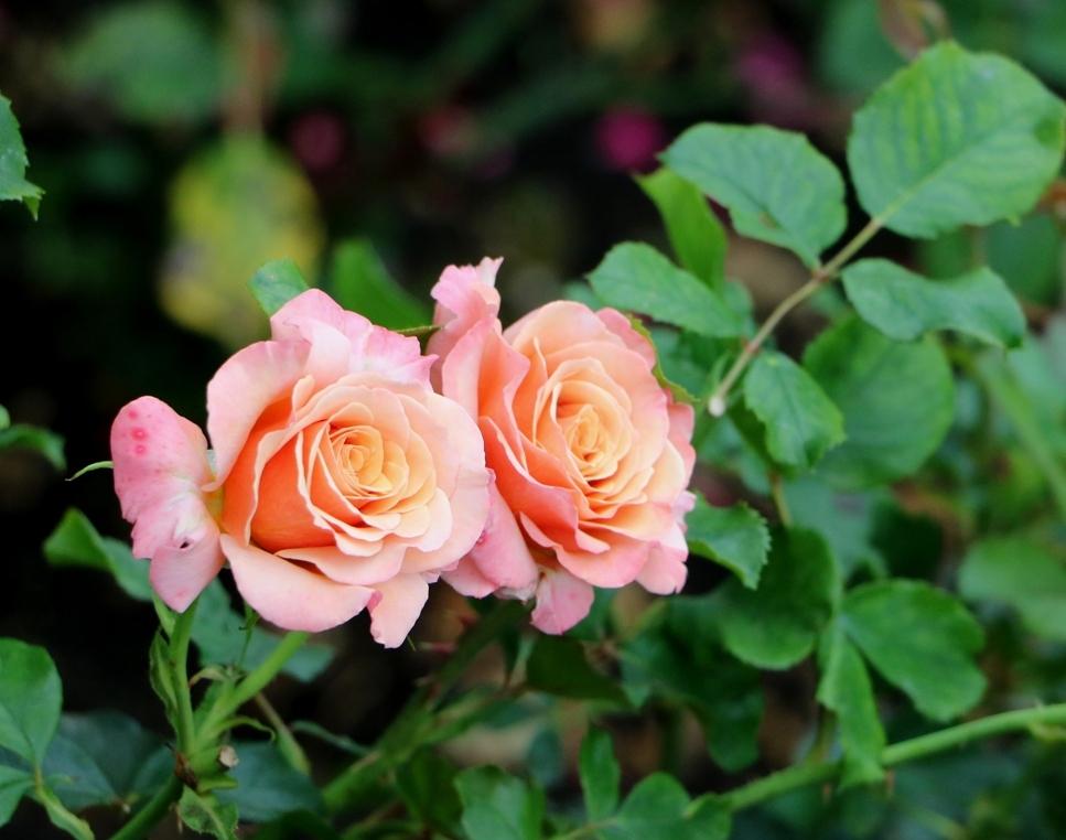 Photo of Floribunda Rose (Rosa 'Singin' in the Rain') uploaded by skylark