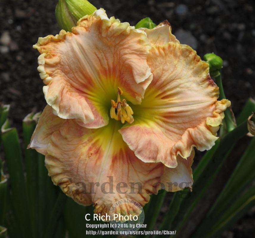Photo of Daylily (Hemerocallis 'When Johnny Comes Marching Home') uploaded by Char