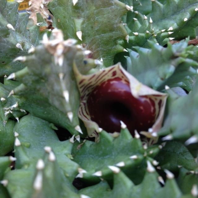 Photo of Lifesaver Plant (Ceropegia zebrina subsp. zebrina) uploaded by Frenchy21