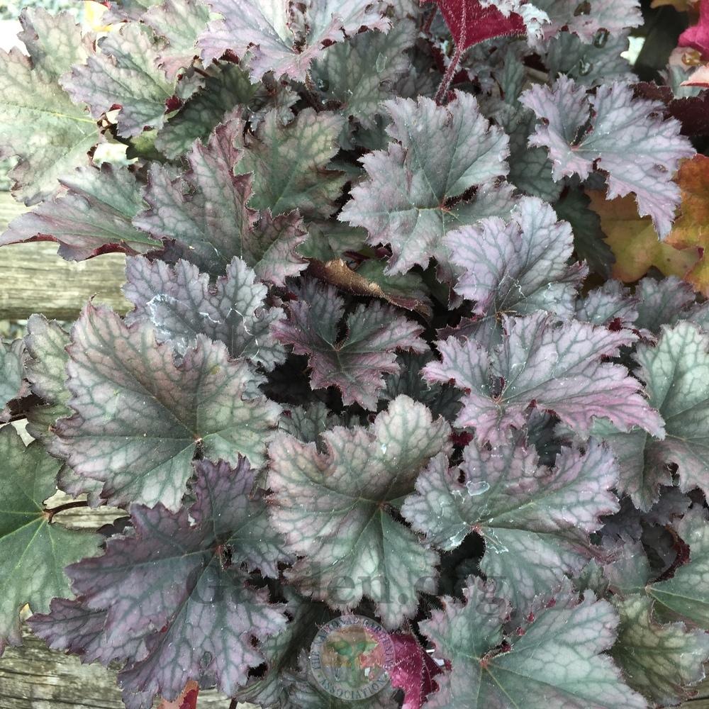 Photo of Coral Bells (Heuchera 'Frosted Violet') uploaded by Patty