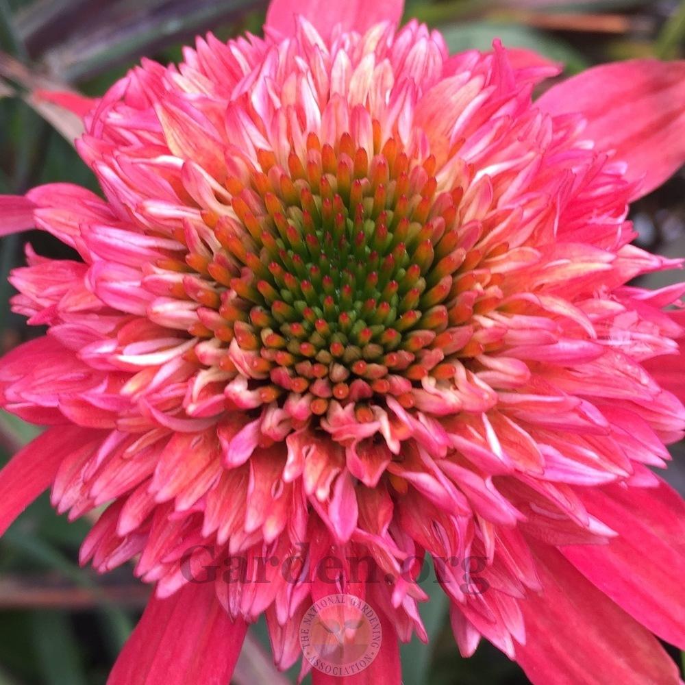 Photo of Coneflower (Echinacea Double Scoop™ Cranberry) uploaded by Patty