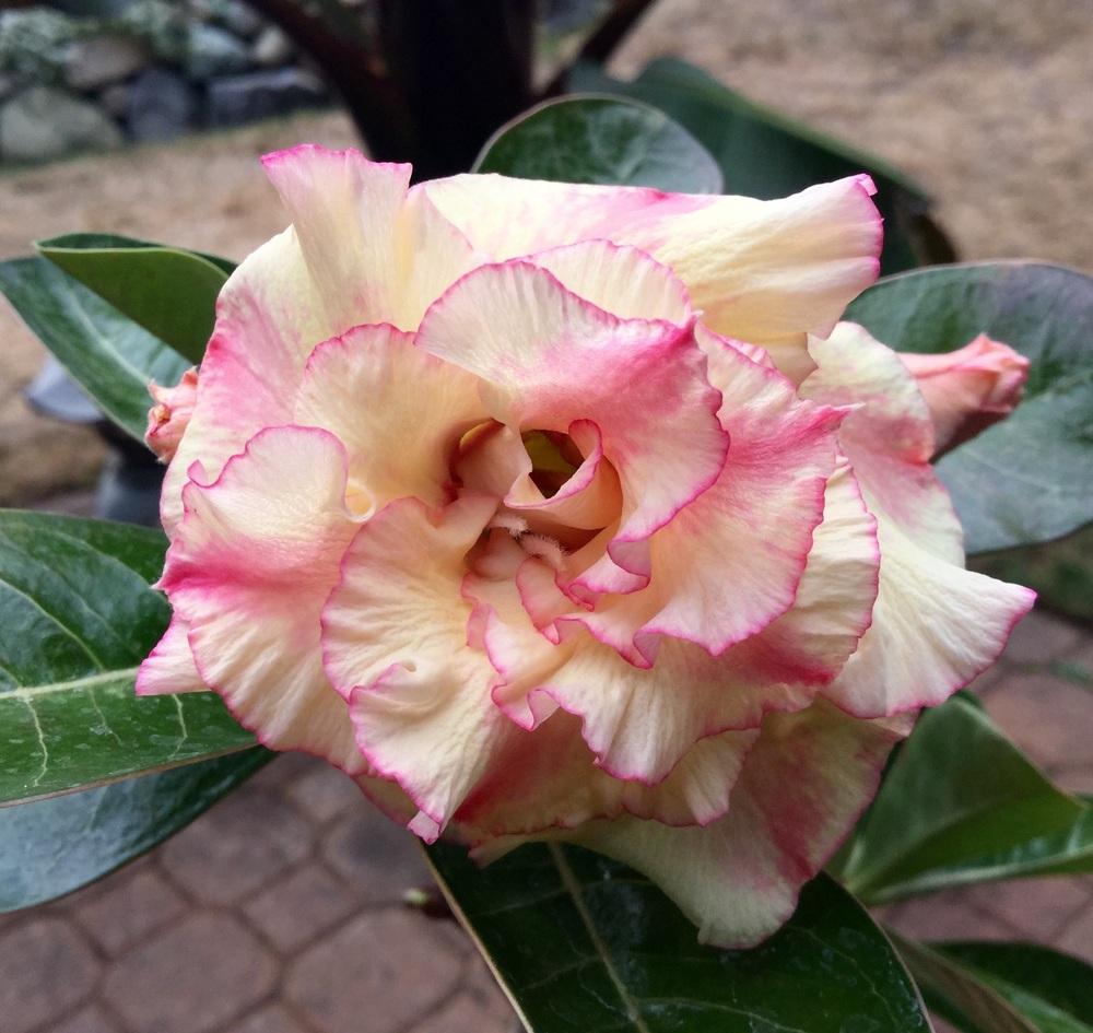 Photo of Desert Rose (Adenium 'Summer Lullaby') uploaded by RCanada
