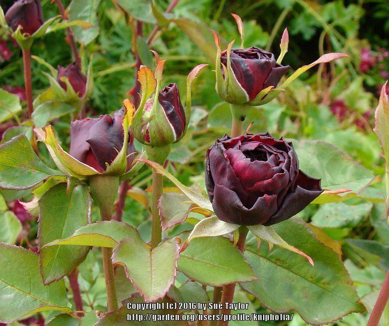 Photo of English Shrub Rose (Rosa 'The Prince') uploaded by kniphofia