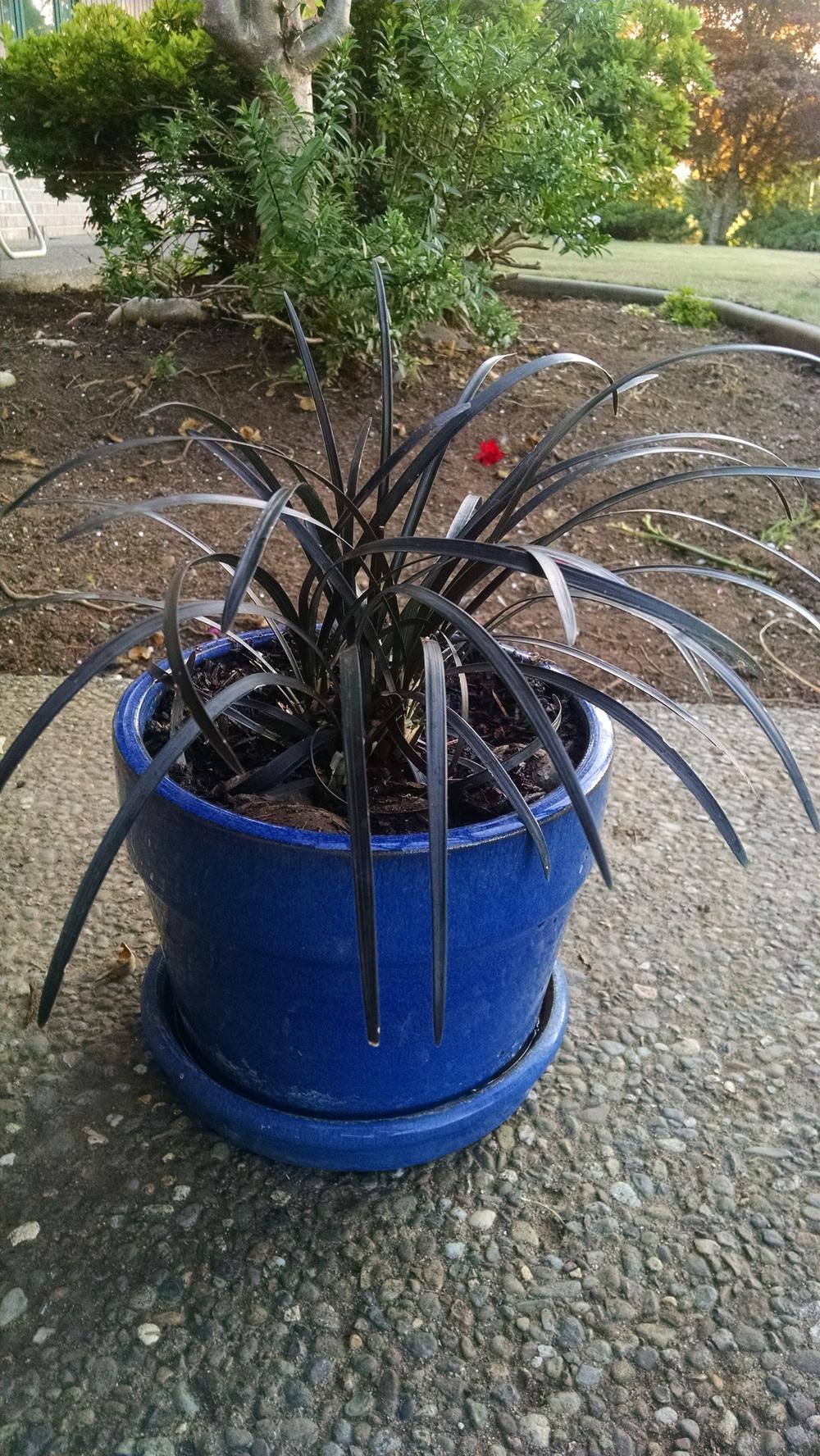 Photo of Black Mondo Grass (Ophiopogon planiscapus 'Kokuryu') uploaded by lauriebasler