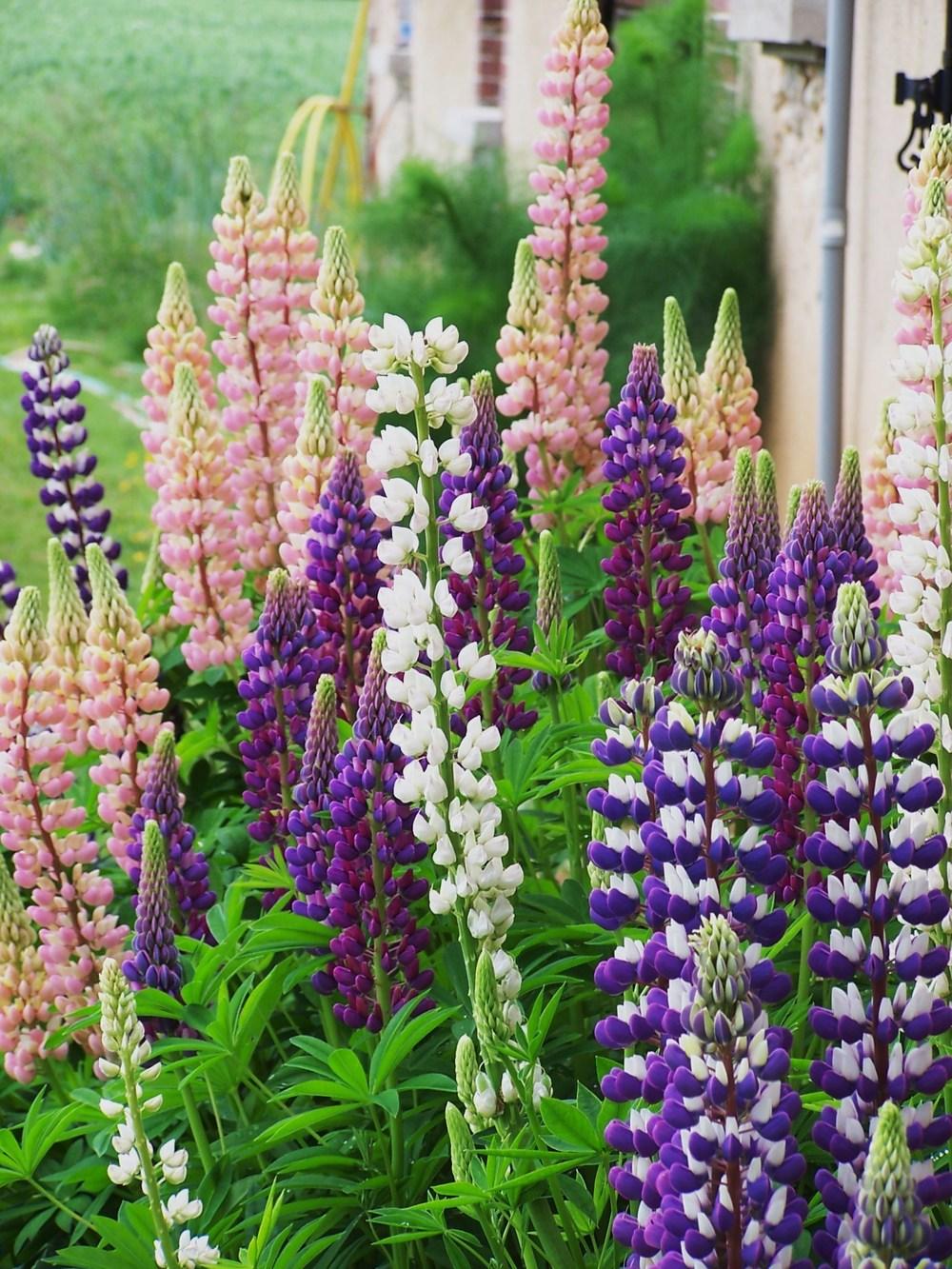 Photo of Russell Lupine (Lupinus regalis) uploaded by mbotanas