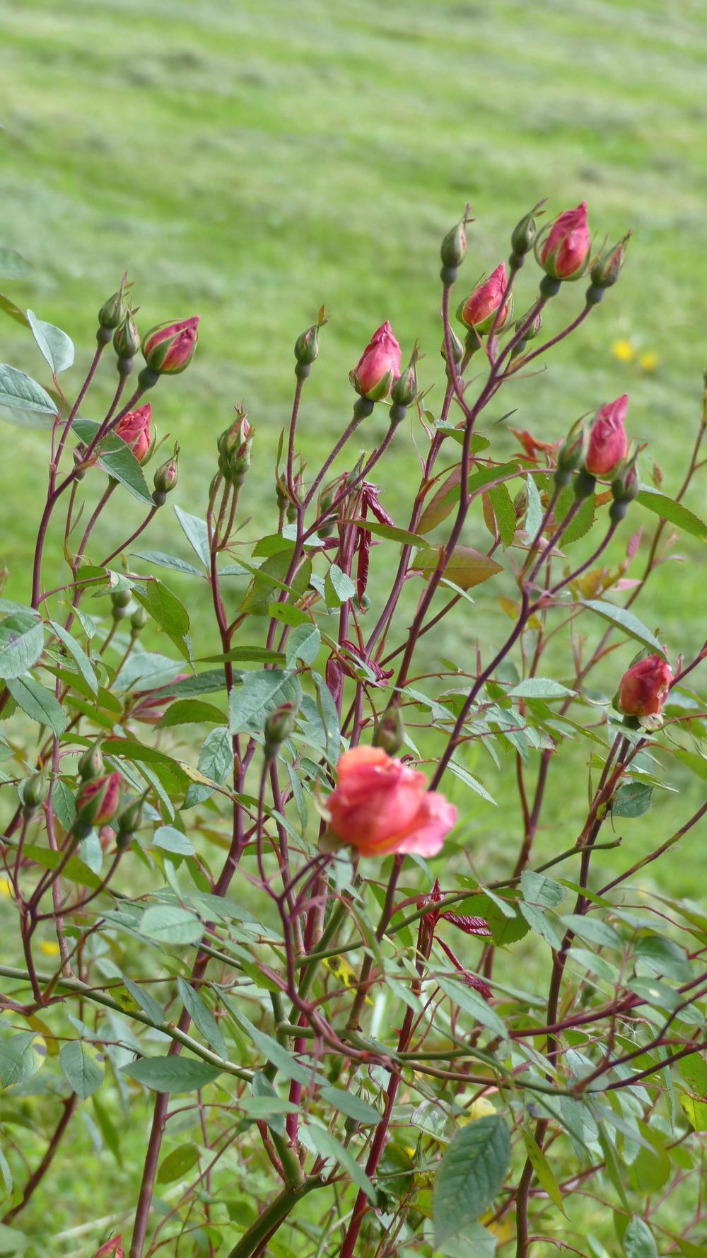 Photo of Rose (Rosa 'Mutabilis') uploaded by mbotanas