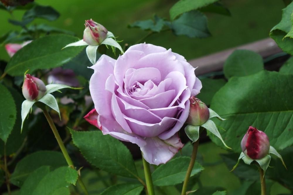 Photo of Rose (Rosa 'Novalis') uploaded by sunnyvalley