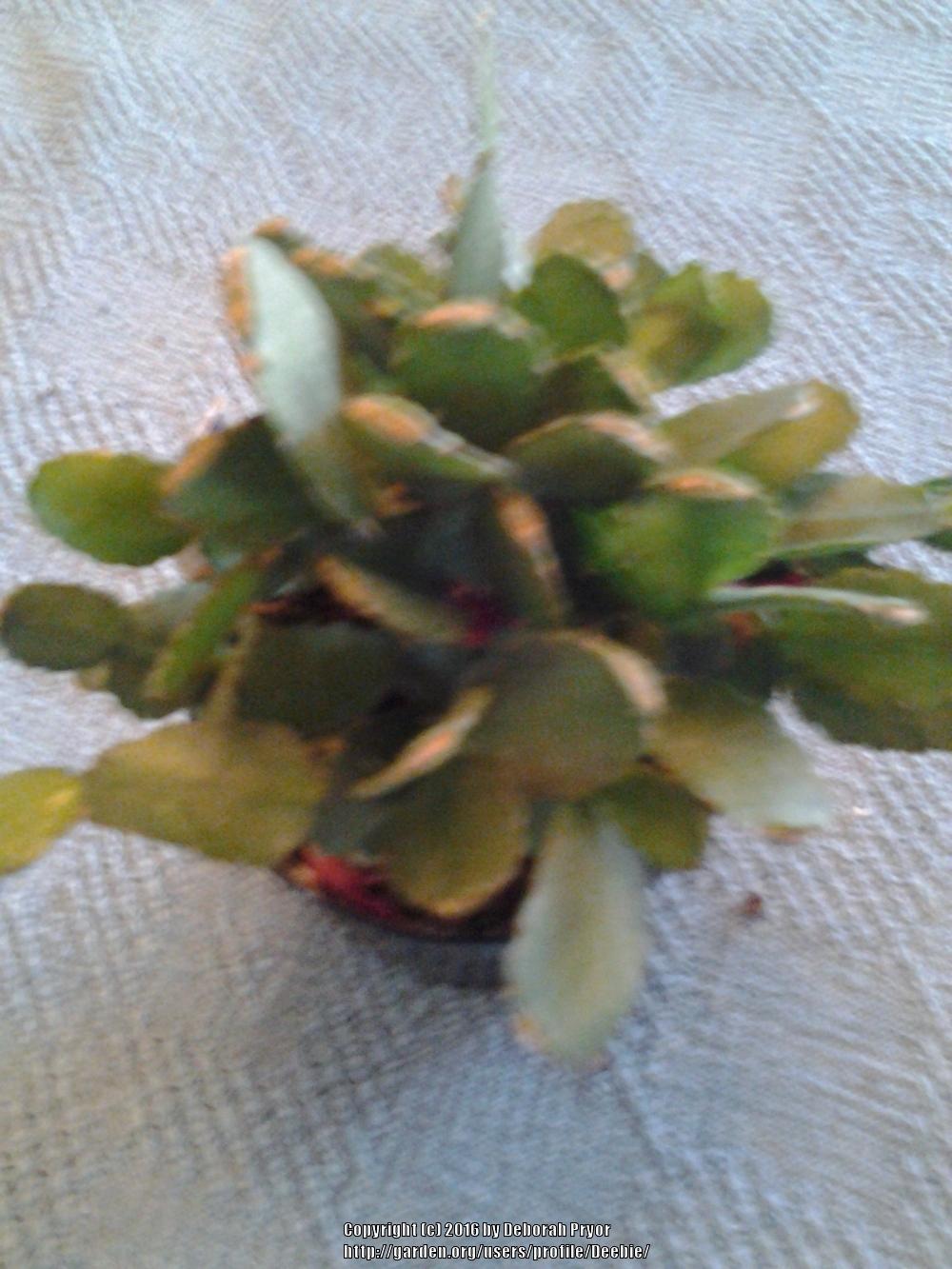 Photo of Easter Cactus (Hatiora gaertneri) uploaded by Deebie