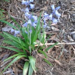 Location: Orangeburg, SC
Date: 2016-04-22
Siberian squill - I'm hoping to add more bulbs of this plant for 