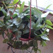 Rhipsalis elliptica is one of the easiest in the genus to grow