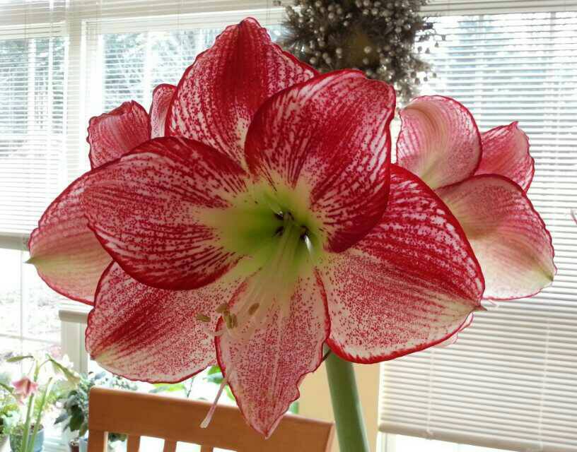 Photo of Amaryllis (Hippeastrum 'Flamenco Queen') uploaded by Donnerville