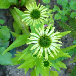 Location: Nora's Garden - Castlegar, B.C.
Date: 2012-08-11
 6:56 pm. A lovely green for an unusual beauty.