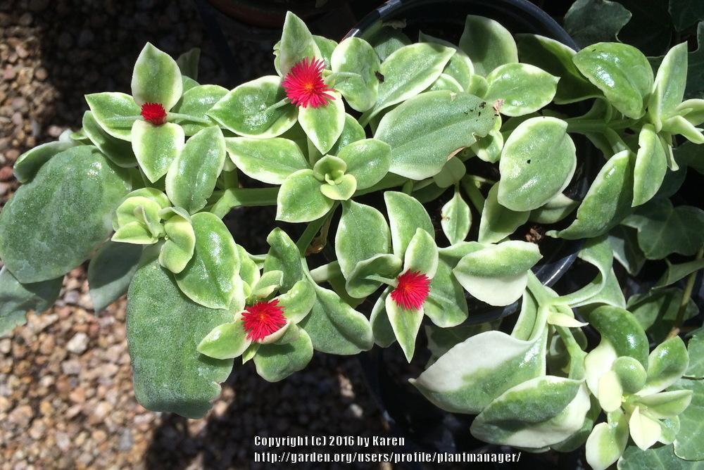Photo of Baby Sunrose (Mesembryanthemum Mezoo™ Trailing Red) uploaded by plantmanager