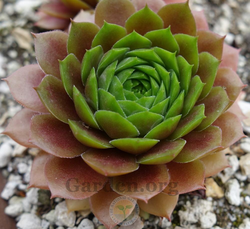 Photo of Hen and Chicks (Sempervivum 'Jeepers Creepers') uploaded by springcolor