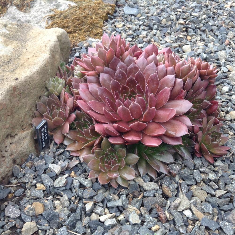 Photo of Hen and Chicks (Sempervivum 'Pacific Shadows') uploaded by tcstoehr