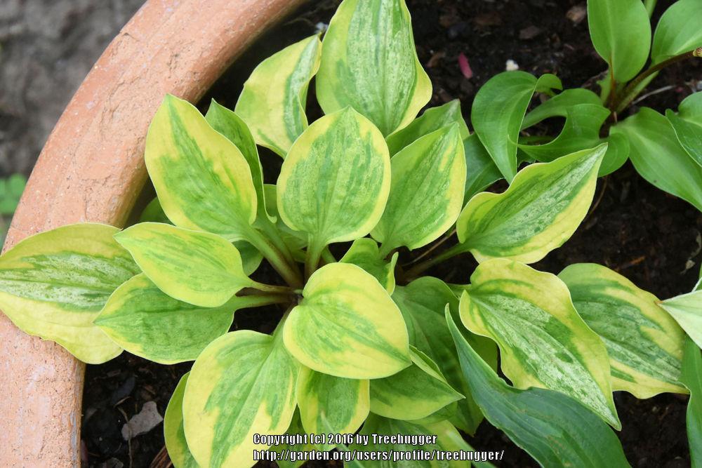 Photo of Hosta 'Silver Threads and Golden Needles' uploaded by treehugger