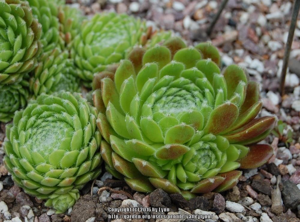 Photo of Hen and Chicks (Sempervivum 'Ford's Spring') uploaded by valleylynn