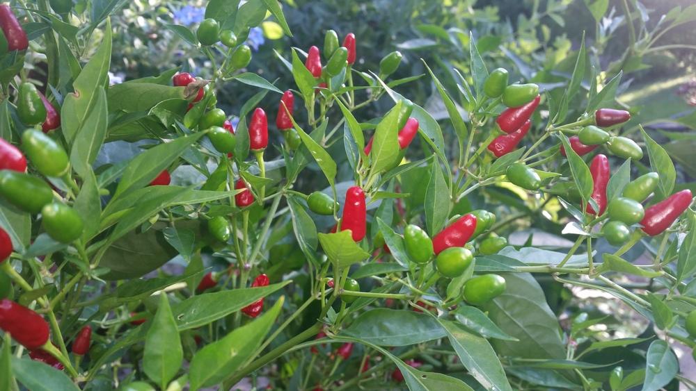 Photo of Hot Pepper (Capsicum annuum 'Thai Dragon') uploaded by Donnerville