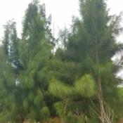 Small group of afghan pine