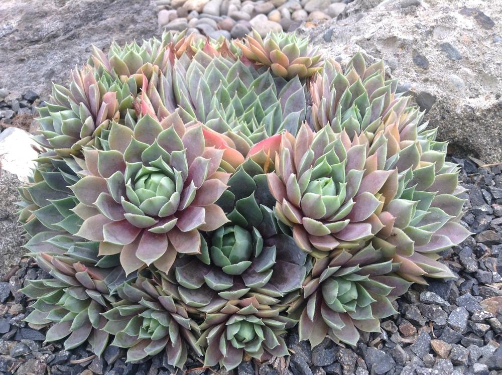 Photo of Hen and Chicks (Sempervivum 'Lady Kelly') uploaded by tcstoehr