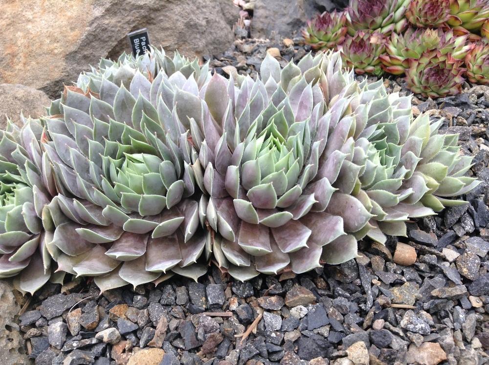 Photo of Hen and Chicks (Sempervivum 'Pacific Blue Ice') uploaded by tcstoehr