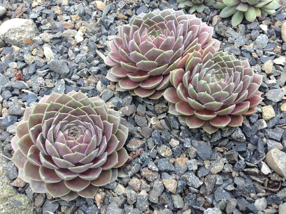 Photo of Hen and Chicks (Sempervivum 'Pacific Magic Night') uploaded by tcstoehr