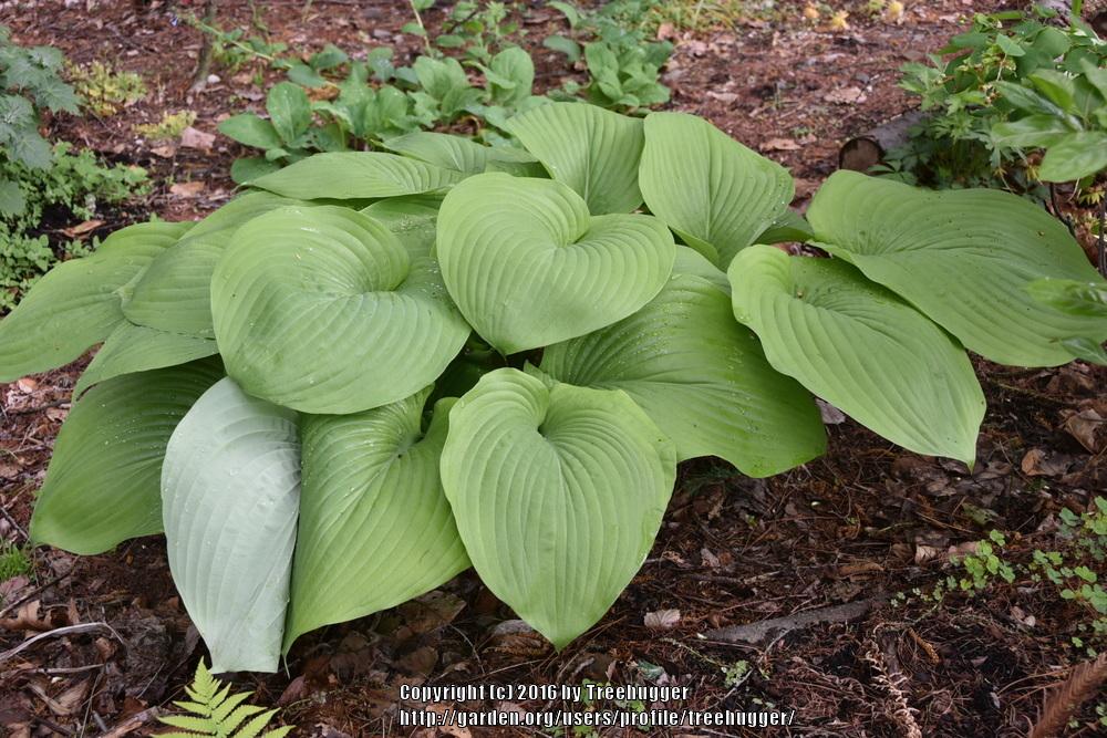 Photo of Hosta 'Sum and Substance' uploaded by treehugger