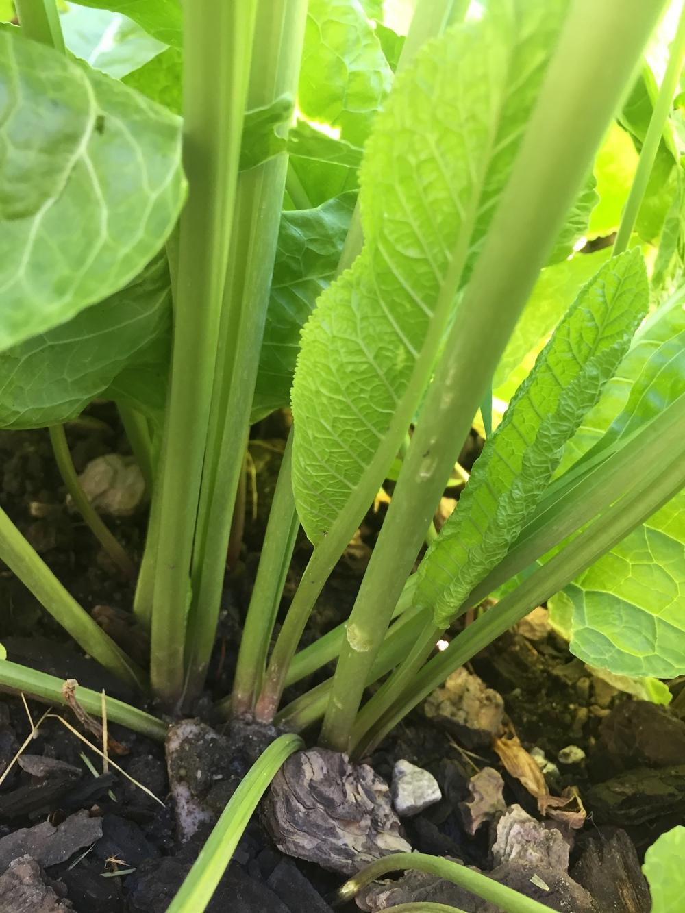 Photo of Horseradish (Armoracia rusticana) uploaded by Aspen7