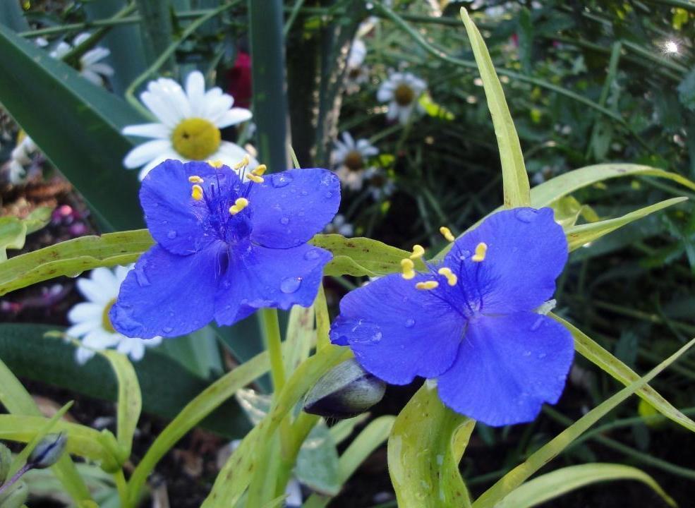 Photo of Spiderwort (Tradescantia 'Sweet Kate') uploaded by Donnerville