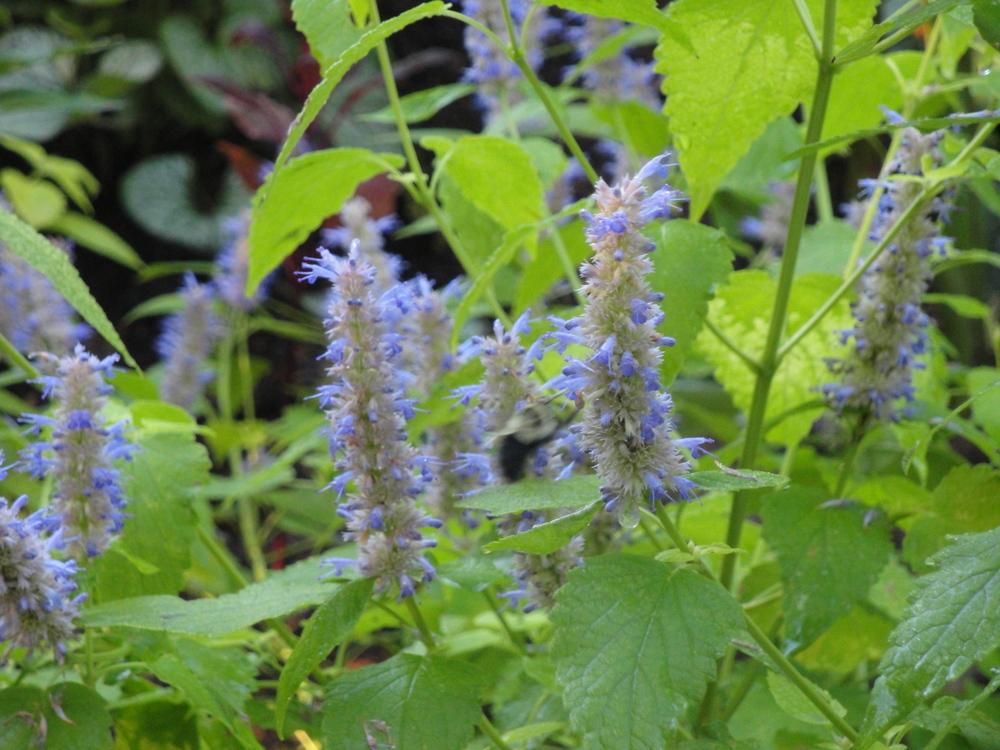 Photo of Anise Hyssop (Agastache foeniculum 'Golden Jubilee') uploaded by Donnerville