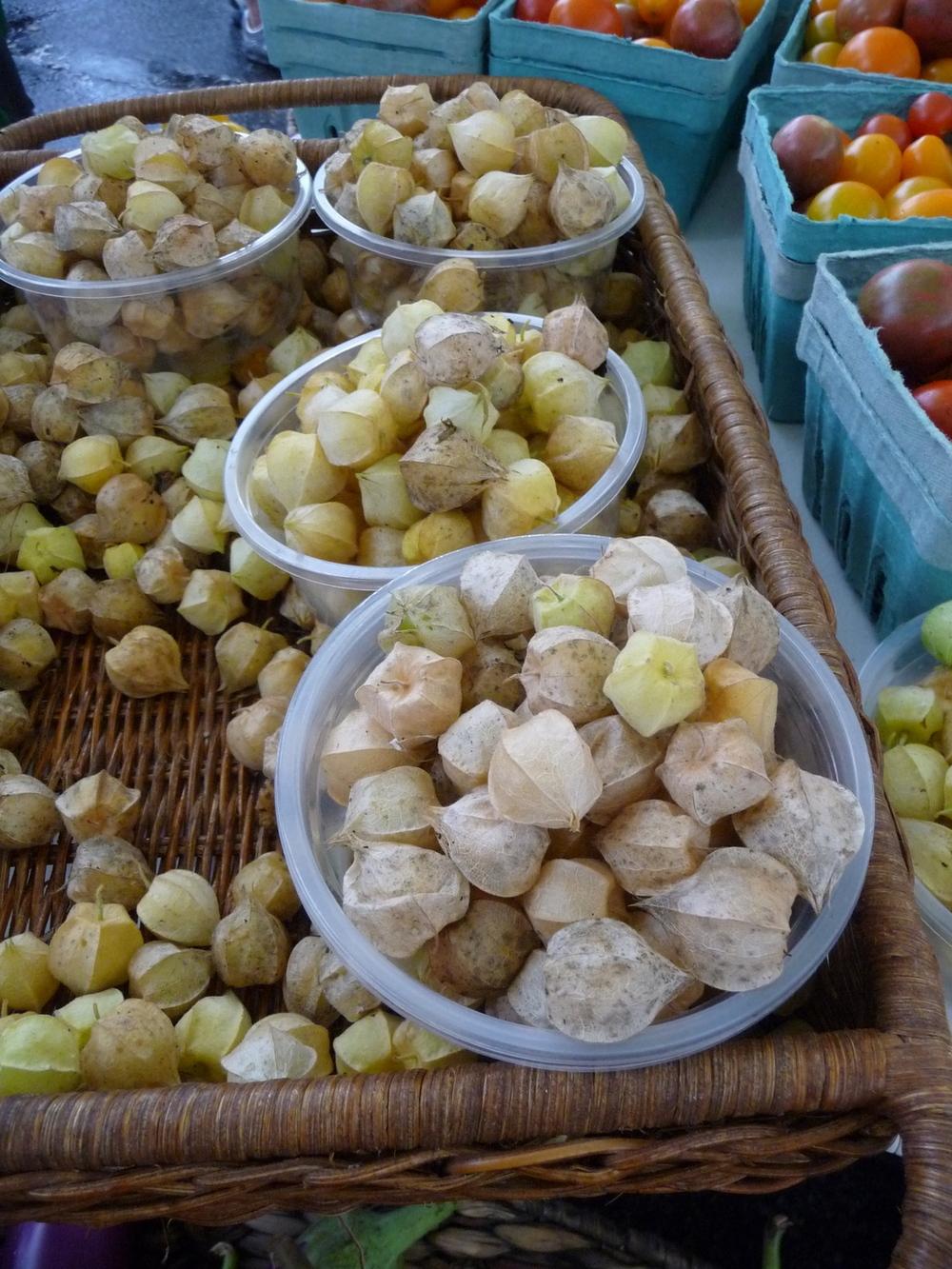Photo of Physalis uploaded by gardengus