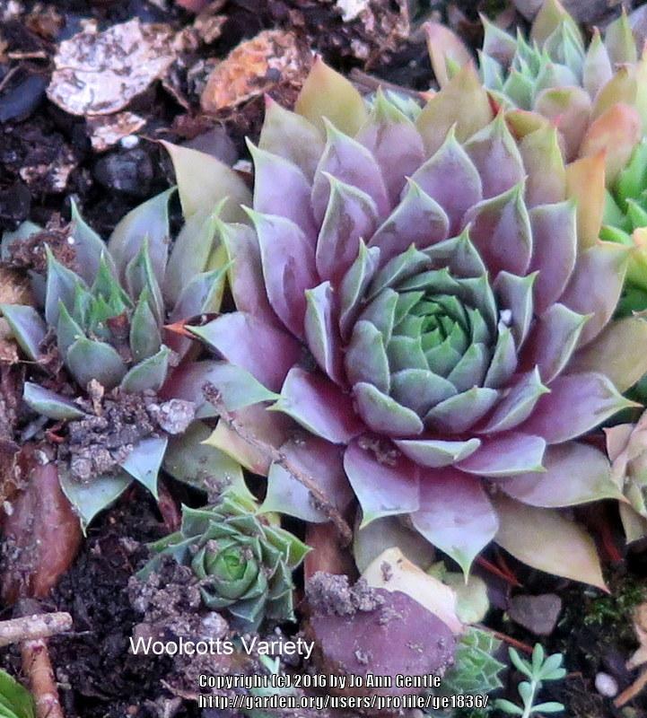 Photo of Hen and Chicks (Sempervivum 'Woolcott's Variety') uploaded by ge1836