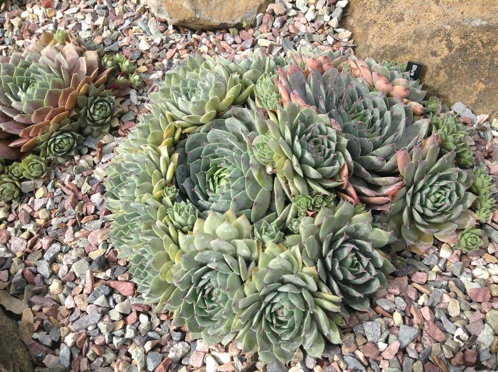Photo of Hen and Chicks (Sempervivum 'Blue Boy') uploaded by tcstoehr