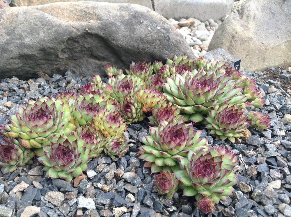 Photo of Hen and Chicks (Sempervivum 'Bronco') uploaded by tcstoehr
