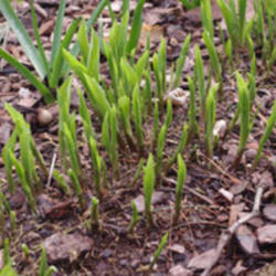 Location: Derwood, MD
Date: April 2016
Hosta lancifolia emerging in sprint