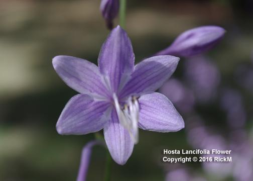 Photo of Hosta 'Lancifolia' uploaded by RickM