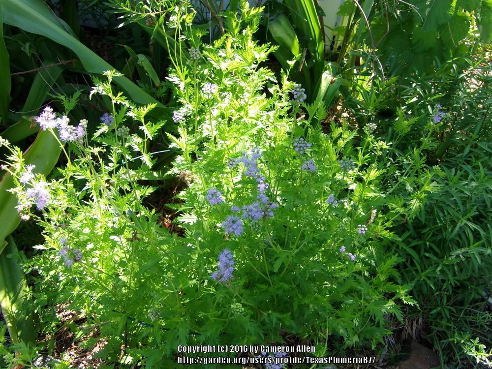 Photo of Gregg's Mistflower (Conoclinium greggii) uploaded by TexasPlumeria87