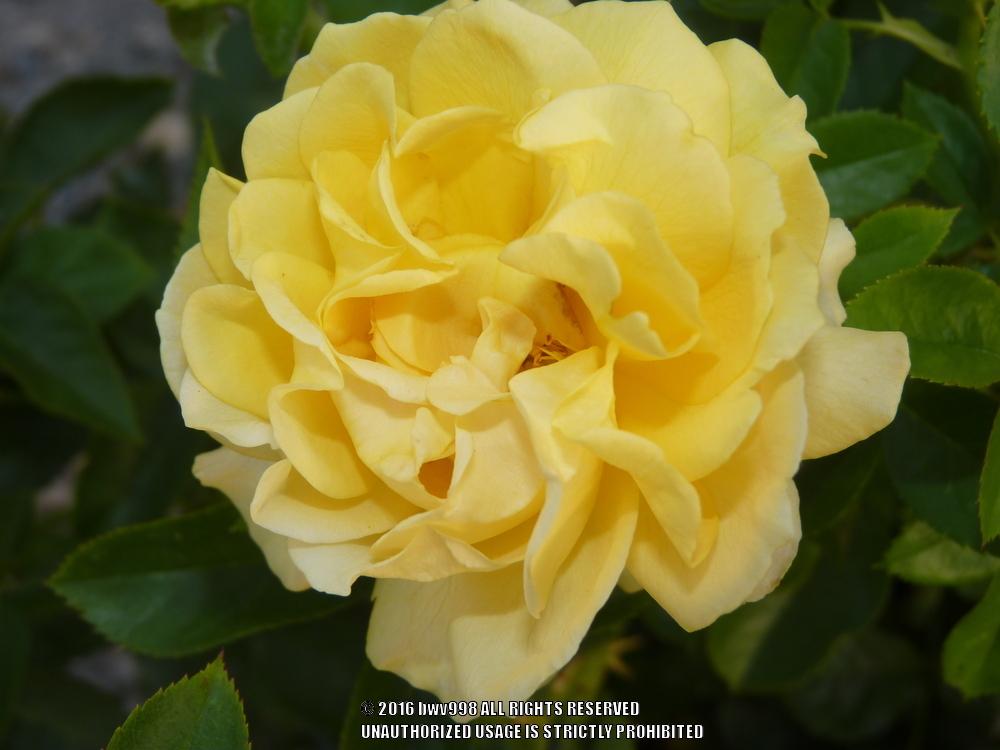 Photo of Floribunda Rose (Rosa 'Julia Child') uploaded by bwv998