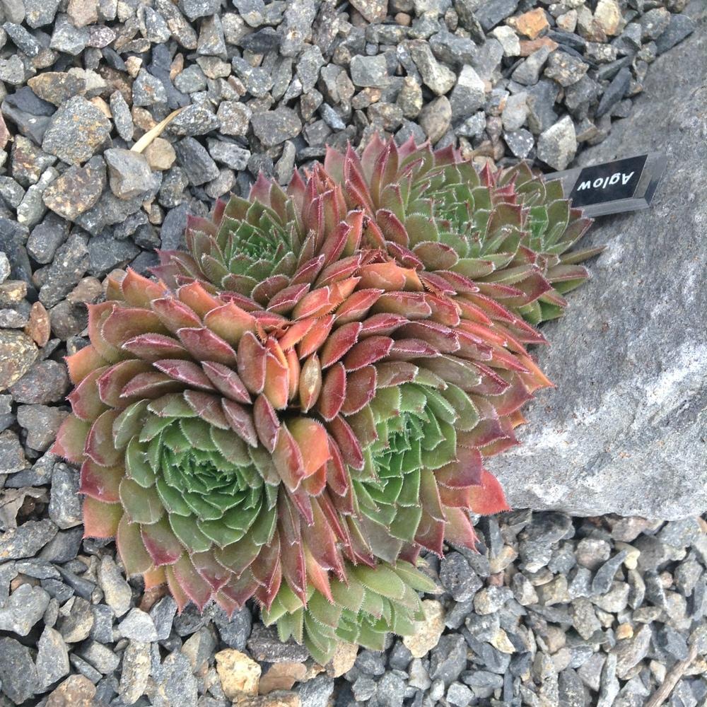 Photo of Hen and Chicks (Sempervivum 'Aglow') uploaded by tcstoehr