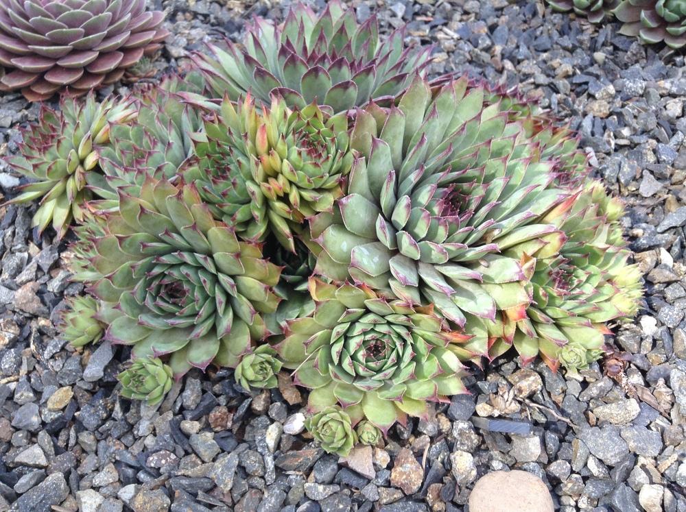 Photo of Hen and Chicks (Sempervivum 'Amanda') uploaded by tcstoehr