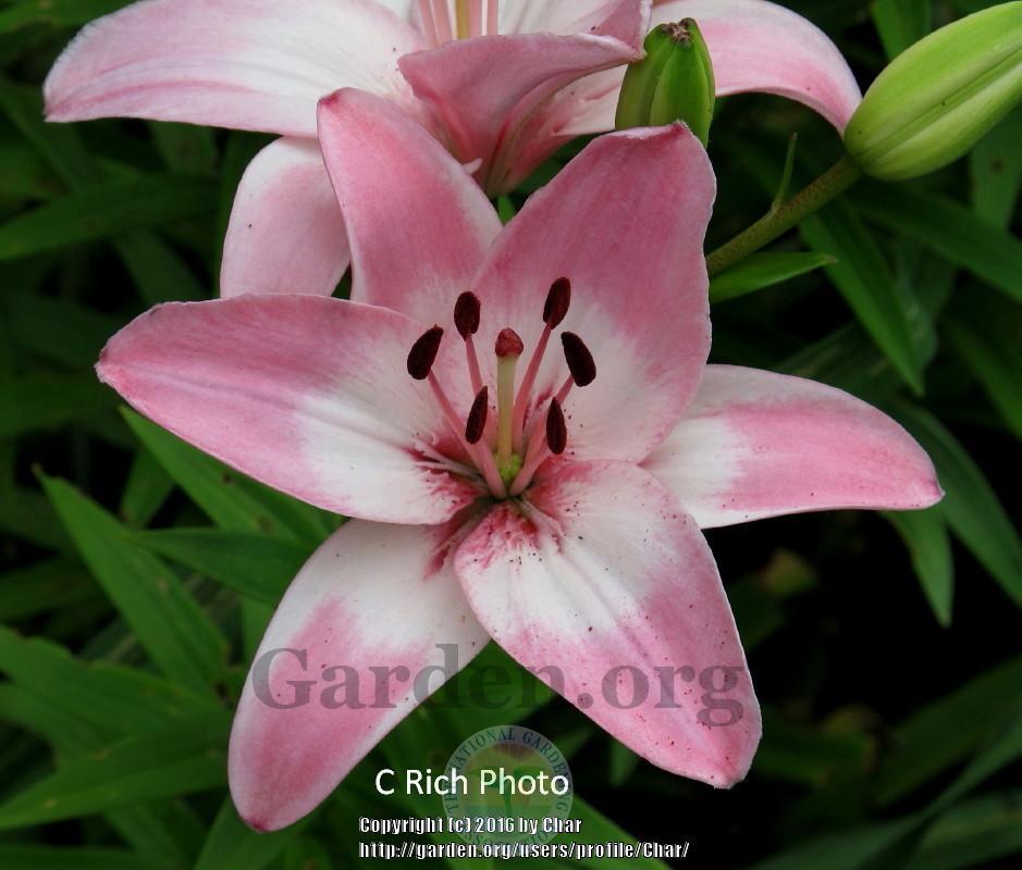Photo of Lily (Lilium 'Vermeer') uploaded by Char