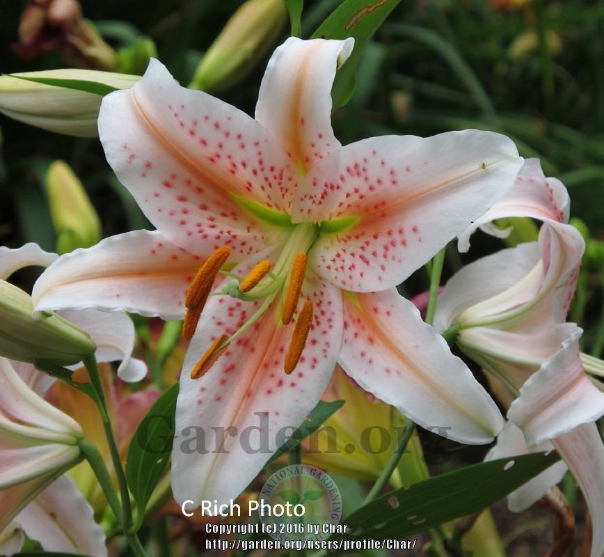 Photo of Lily (Lilium 'Salmon Star') uploaded by Char