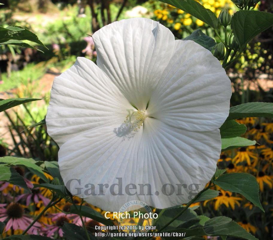 Photo of Hybrid Hardy Hibiscus (Hibiscus 'Blue River II') uploaded by Char