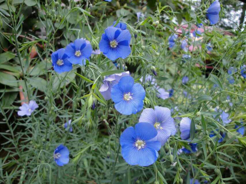 Photo of Blue Flax (Linum perenne) uploaded by Donnerville