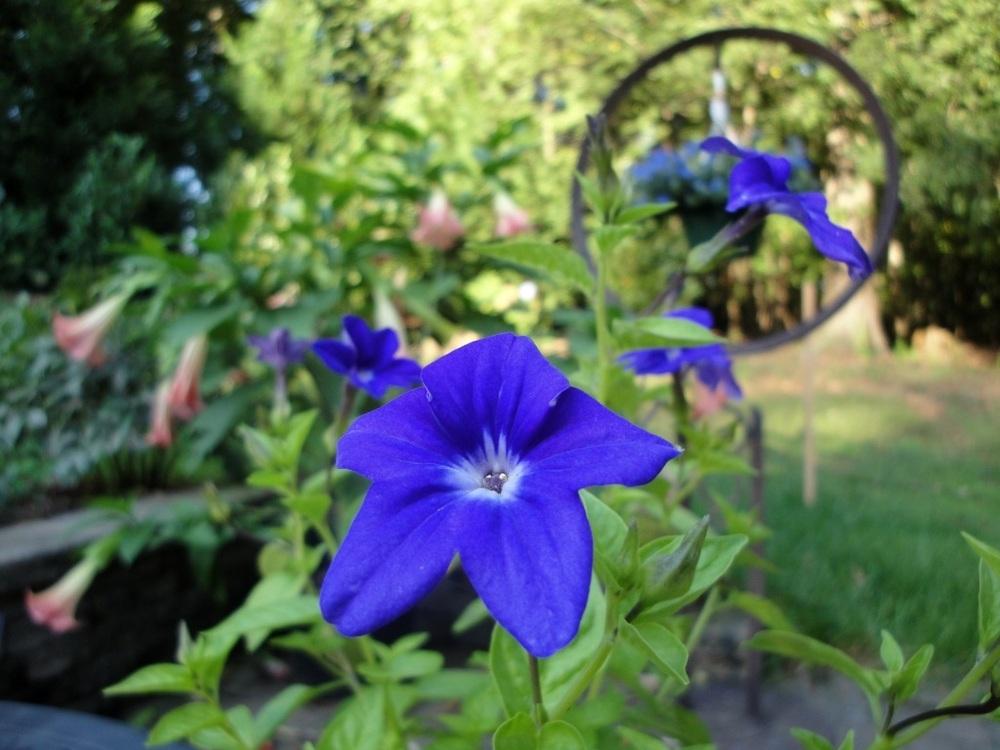 Photo of Bush Violet (Browallia speciosa 'Blue Bells') uploaded by Donnerville
