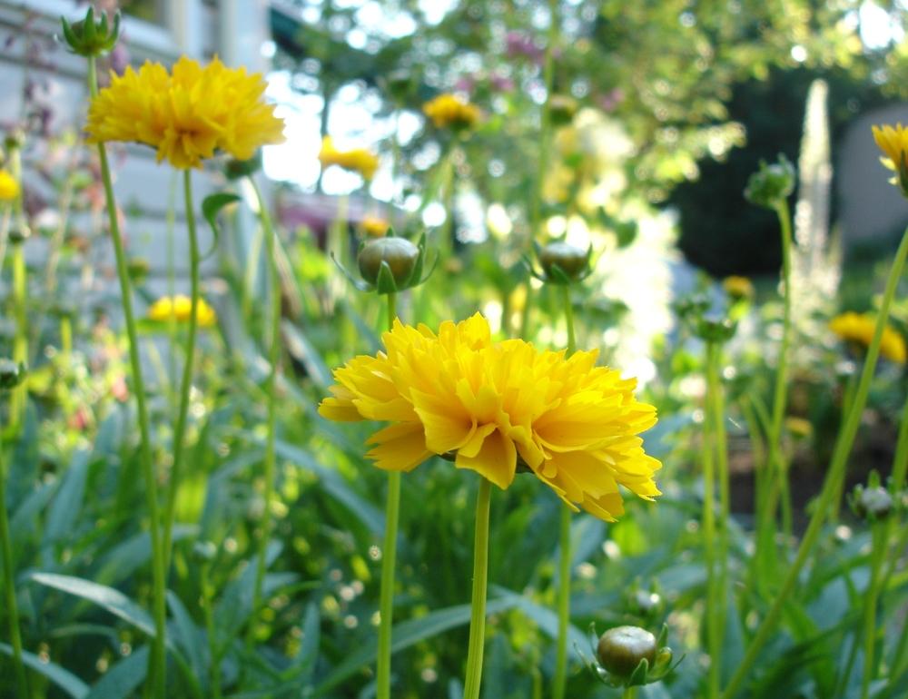 Photo of Bigflower Coreopsis (Coreopsis 'Early Sunrise') uploaded by Donnerville