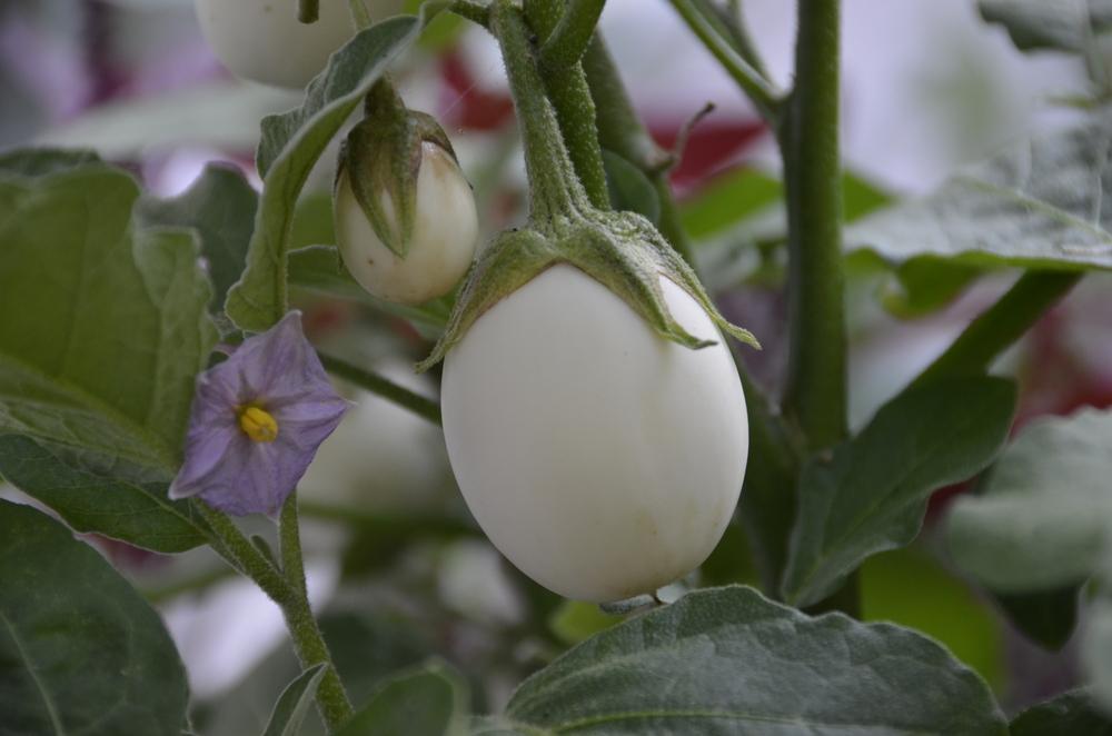 Photo of Eggplants (Solanum melongena) uploaded by Donnerville