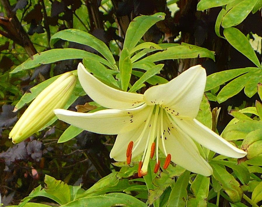 Photo of Lily (Lilium 'Sweet Surrender') uploaded by HemNorth